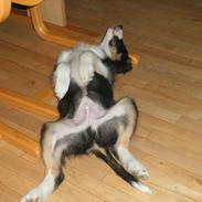 Blanding af racer Loke