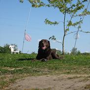 Labrador retriever Jeppe