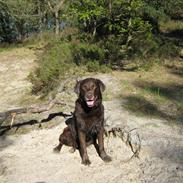 Labrador retriever Jeppe