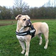 Olde english bulldogge Alba