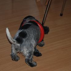 Cocker spaniel Silke