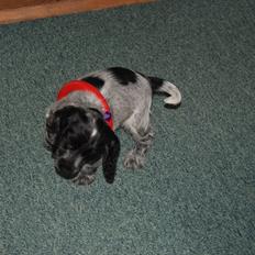 Cocker spaniel Silke