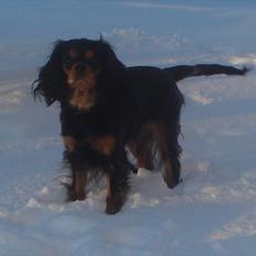 Cavalier king charles spaniel Luna