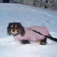 Cavalier king charles spaniel Luna