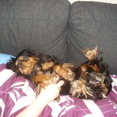 Cavalier king charles spaniel Luna