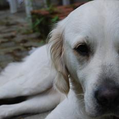 Golden retriever Frida:)<3