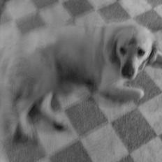 Golden retriever Frida:)<3