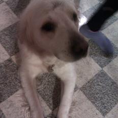 Golden retriever Frida:)<3