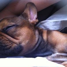 Fransk bulldog Bella <3 