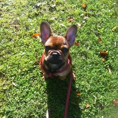 Fransk bulldog Bella <3 