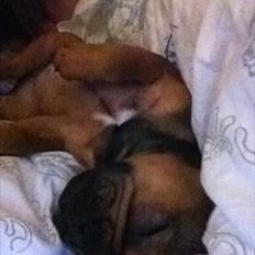 Fransk bulldog Bella <3 