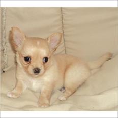 Chihuahua Alberte