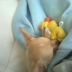 Chihuahua Alberte