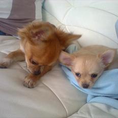 Chihuahua Alberte