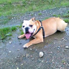 Engelsk bulldog *Yardley* Manse