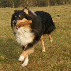 Collie langhåret Zantos