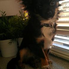 Chihuahua Chano