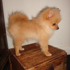 Pomeranian Malekits Lily Lola