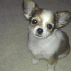 Chihuahua bella