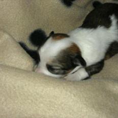 Chihuahua bella