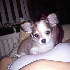 Chihuahua bella
