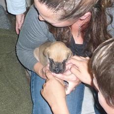 Grand danois Marmaduke RIP