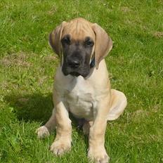 Grand danois Marmaduke RIP