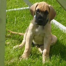 Grand danois Marmaduke RIP