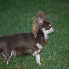 Chihuahua Ravns Begonie ~ Brusse