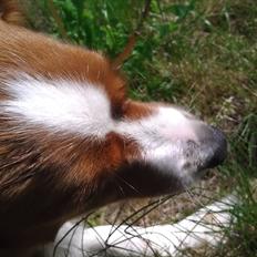 Kooikerhondje Vixen Falcke Cavaya Zahwa (Yatzy)