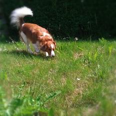 Kooikerhondje Vixen Falcke Cavaya Zahwa (Yatzy)