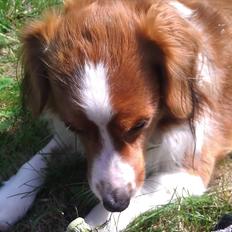 Kooikerhondje Vixen Falcke Cavaya Zahwa (Yatzy)