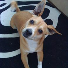 Blanding af racer Armarni