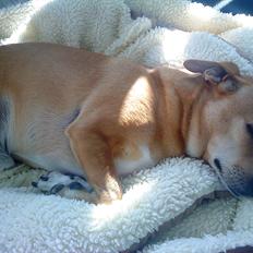 Blanding af racer Armarni