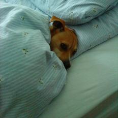 Blanding af racer Armarni