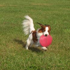Kooikerhondje Kooijoy Tabasco