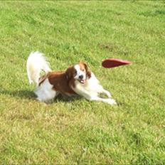 Kooikerhondje Kooijoy Tabasco