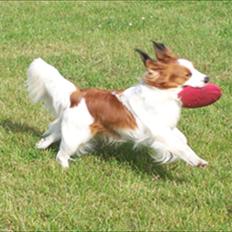 Kooikerhondje Kooijoy Tabasco