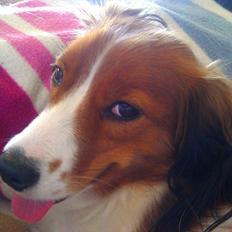 Kooikerhondje Kooijoy Gin By PokaPri