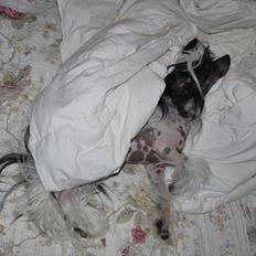 Chinese crested hårløs Suki-yang