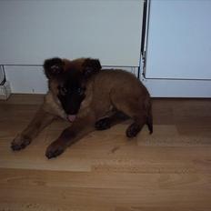 Tervueren Mikkel R.I.P