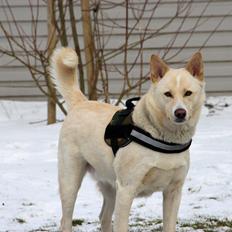 Canaanhund chancos naud(nanok)