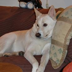 Canaanhund chancos naud(nanok)