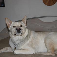 Canaanhund chancos naud(nanok)