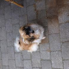 Pekingeser Charlie
