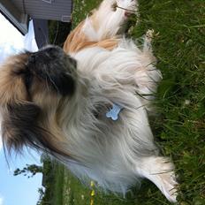 Pekingeser Charlie