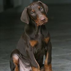 Dobermann Be-Barong Dumbledore aka Eddie