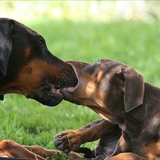 Dobermann Be-Barong Dumbledore aka Eddie