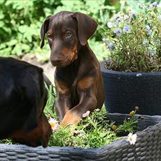 Dobermann Be-Barong Dumbledore aka Eddie