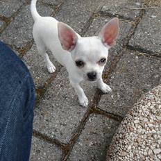 Chihuahua pitit
